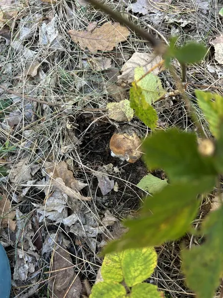 Де на Волині повилазило чимало молодих грибочків (фото)