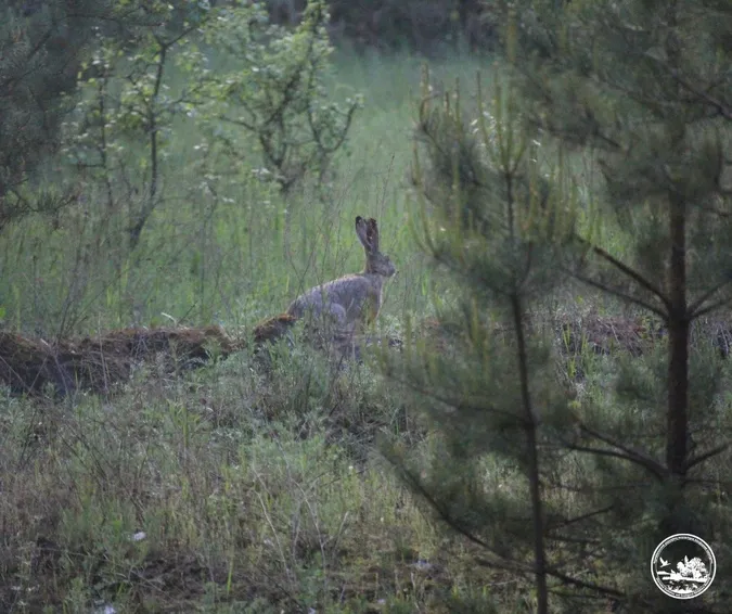 🐇 Невловимі чорнобильські зайці потрапили в об'єктив