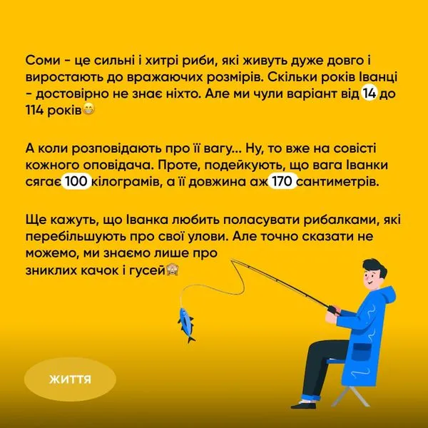 Любить ласувати рибалками: в заплаві Стиру живе гігантська сомиха Іванка