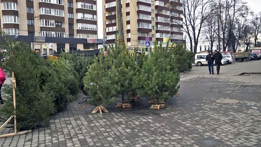 У Луцьку серед продавців «святкових» дерев шукали порушників