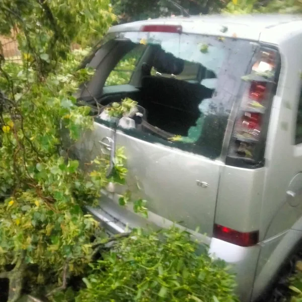 У Луцьку в Старому місті дерево впало на припарковане авто (фото)