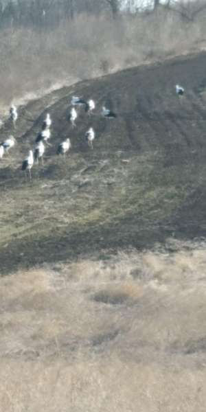 В Україну повернулися лелеки, їх помітили прикордонники на Одещині