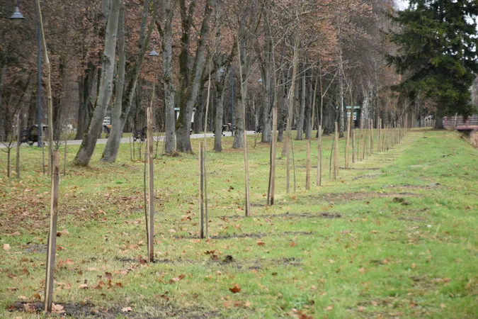 В центральному парку Луцька посадили 85 кленів та лип (фото)