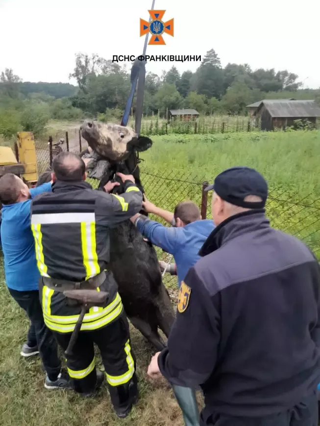 На Прикарпатті корова впала в колектор: як її витягнули (фото)