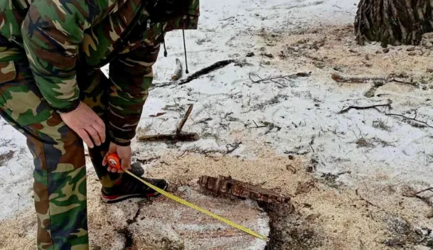 На Камінь-Каширщині невідомі зрізали 13 сосен