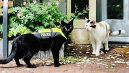 Нова зірка TikTok: з'явився перший у світі кіт-поліцейський (відео)