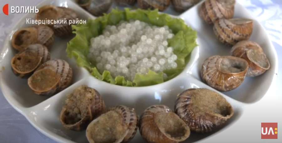 У Ківерцівському районі вирощують середземноморських равликів (фото, відео)