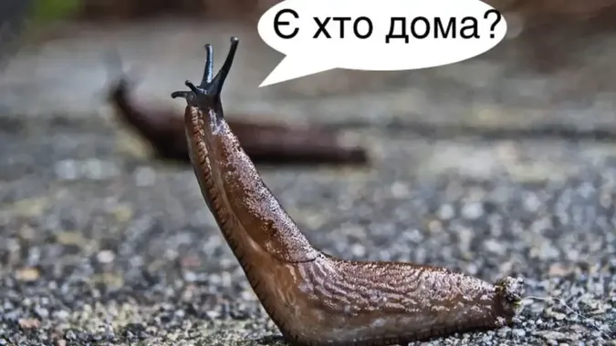 У Баварії слимак дзвонив у домофон – мешканці будинку викликали поліцію