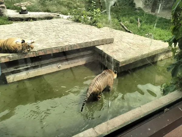 П'ють соки чи купаються в басейні: як рятуються від спеки у Луцькому зоопарку (відео)