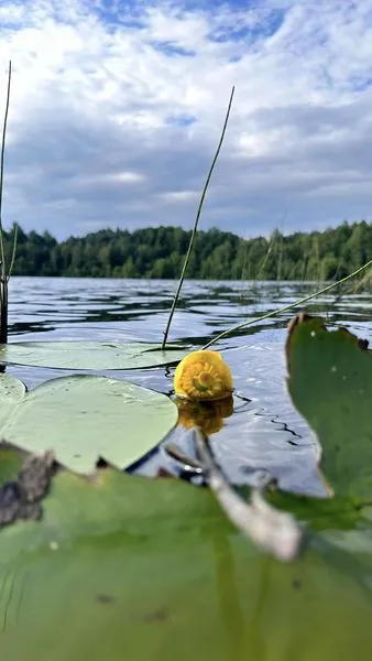 На Волині серед лісів заховалося неглибоке озеро з теплою водою (фото)