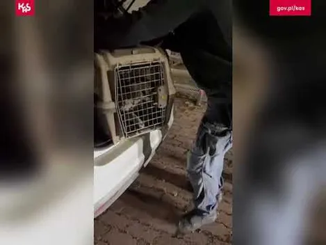 Запевняла, що це котик: українка намагалась вивезти до Польщі сервала (відео)