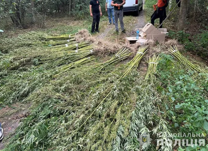 На Волині викрили «конопельного барона»: заробляв по 100 тисяч на місяць (фото, відео)