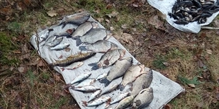 У нацпарку на Волині чоловік під час нересту наловив сітками рибу на 120 тисяч (фото)
