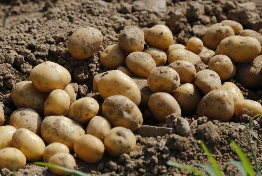Заготівельники зі сходу не купують: волинським фермерам нема куди подіти картоплю