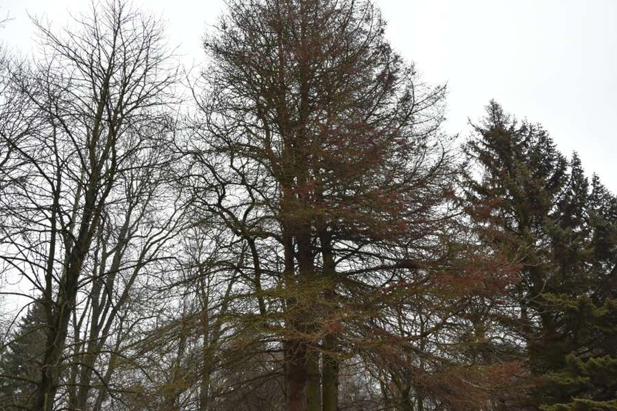 На меморіалі в Луцьку зріжуть 23 дерева, серед них – 14 ялин
