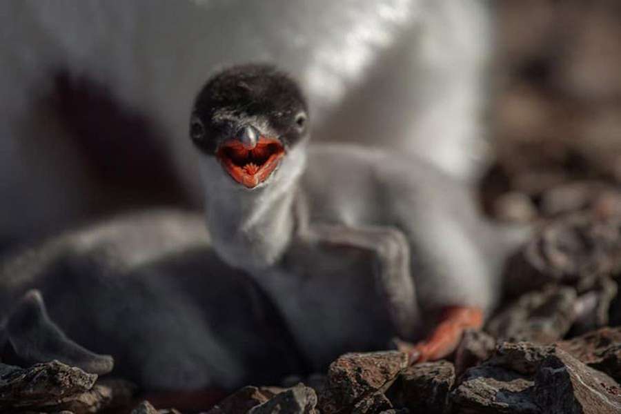 Українські полярники показали фото новонароджених пінгвінів