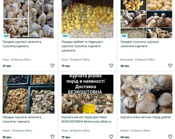 Курчата, качки, гуси, індики: скільки коштує домашня птиця на Волині