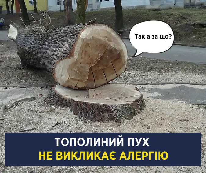Тополиний пух не викликає алергії: Супрун розвіяла міф