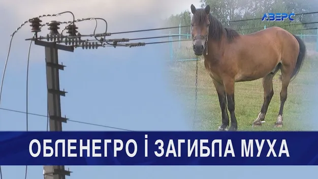 Волинянин відсуджує в обленерго компенсацію за загиблу кобилу (відео)