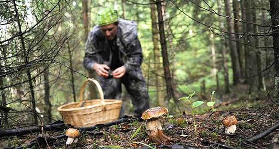 По грибы и живи: наслаждаемся волынскими рятувальниками
