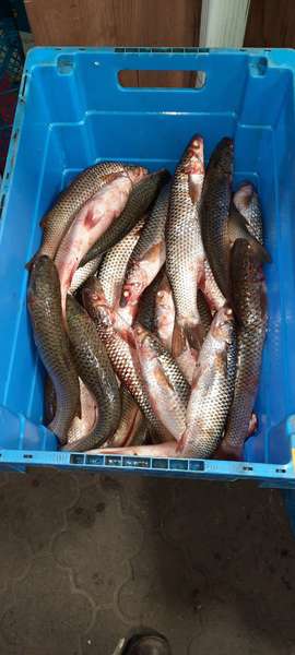 На Ковельщині незаконно виловлювали та збували рибу (фото)
