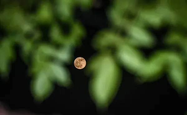 Повний Місяць у весняному небі: добірка вражаючих світлин з усього світу
