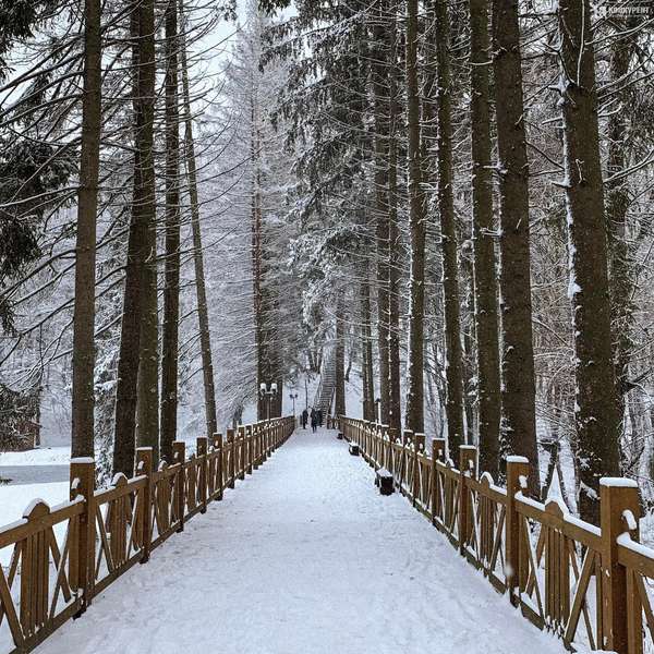 Казкова зима у Воротнівському лісі: показали затишні фото