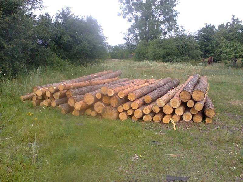 На Волині знайшли «сумнівну» деревину (фото)