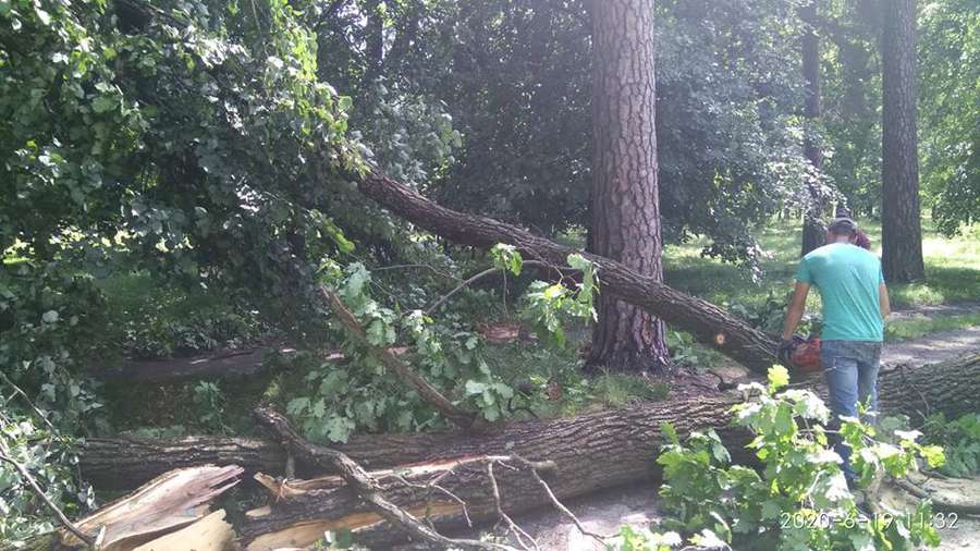У Ківерцях буревій повалив дерева (фото)