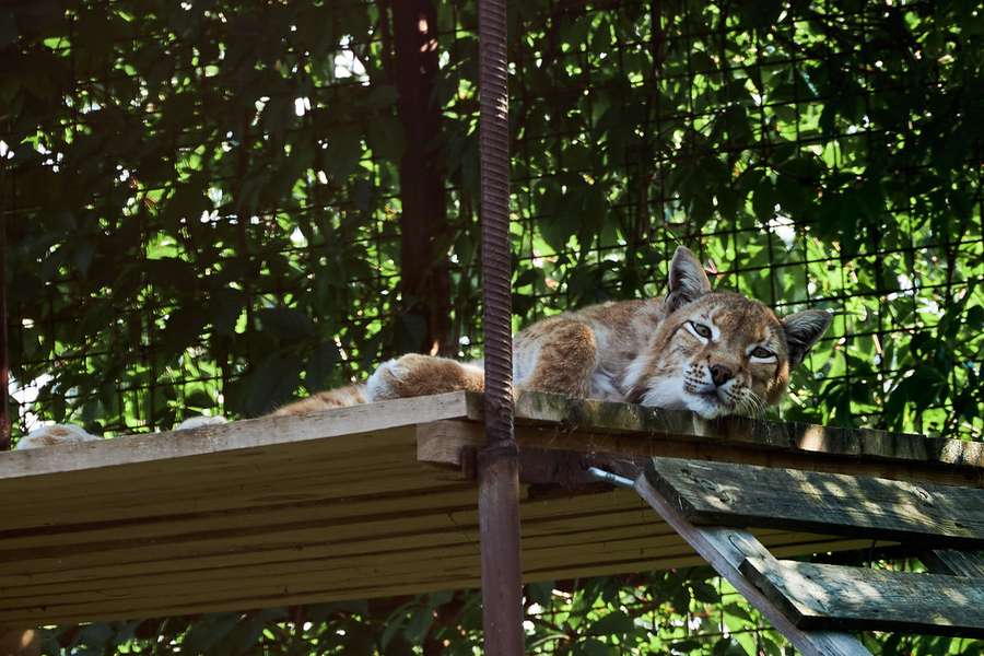 У Луцькому зоопарку «зловили» на камеру останні дні літа (фото)