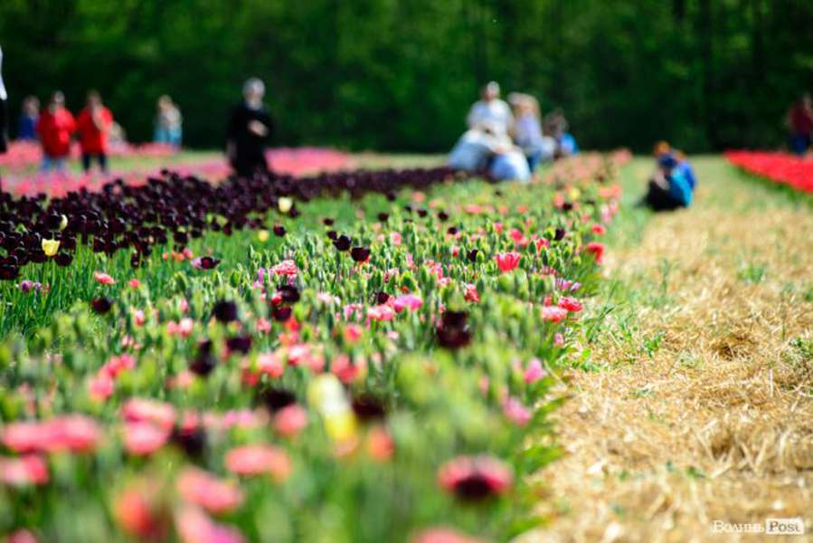Яскраві тюльпани і люди в масках: як цьогоріч приймає гостей «Волинська Голландія» (фото)