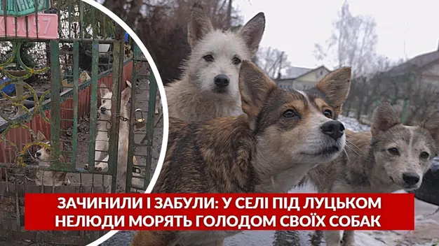 У селі під Луцьком господарі морять голодом власних собак (відео)