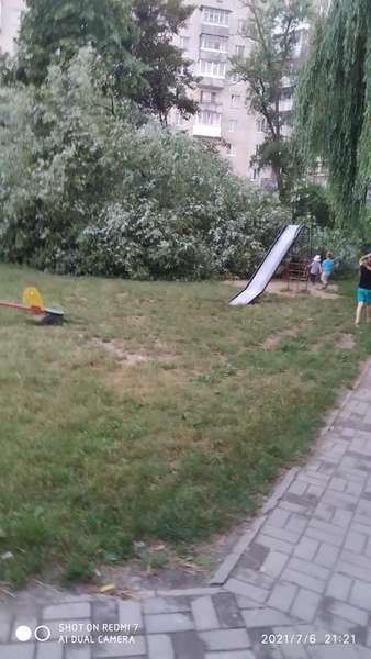 У Луцьку величезна верба впала на дитячий майданчик (фото)