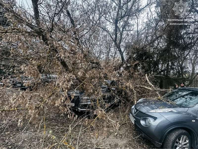 Повалені дерева й розчавлені автівки: у Луцьку негода накоїла лиха (фото)