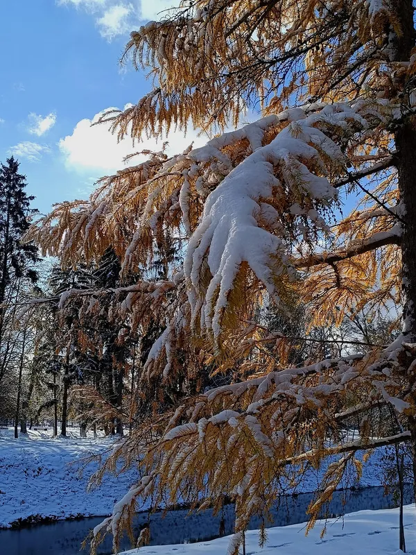 Замок та парк: прогулянка казковим засніженим Луцьком (фото)