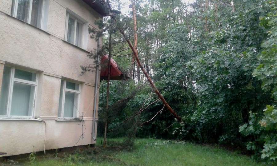 Власникам закладів на Світязі, де вирував буревій, порадили знести аварійні дерева (фото)