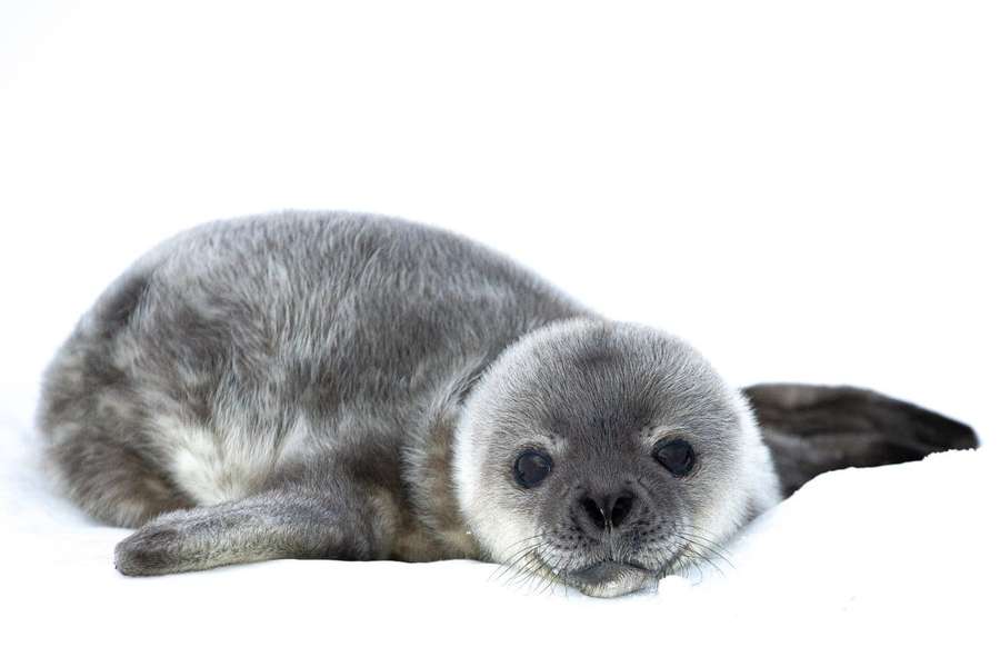 Милота: полярники станції «Академік Вернадський» показали новонароджених тюленят (фото)