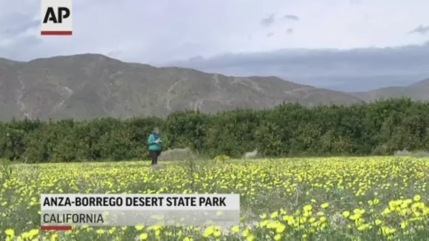 У Каліфорнії після аномальних дощів зацвіла пустеля (відео)