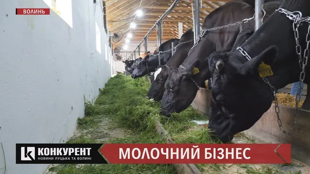 Як створити молочну ферму. Історія бізнесу волинської сім’ї (відео)