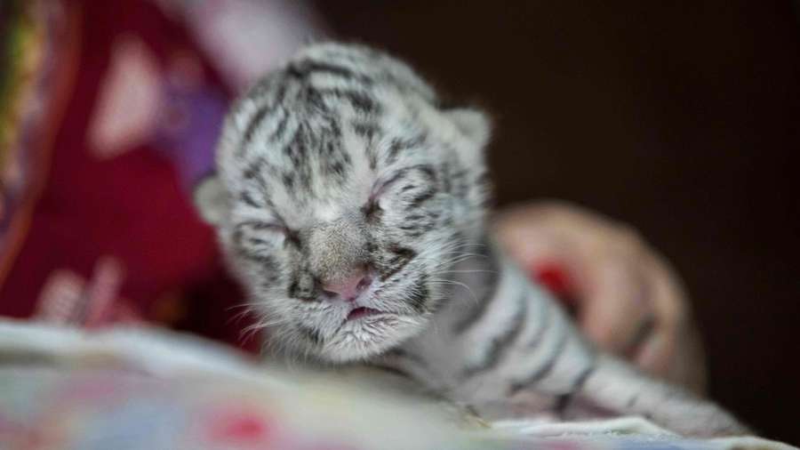 У зоопарку Нікарагуа народилося рідкісне біле тигреня (фото)