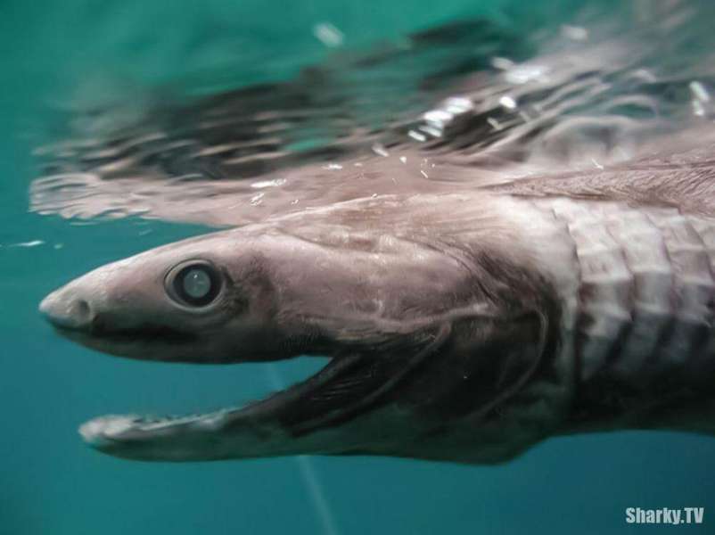 В Португалії рибалки впіймали рідкісну акулу із 300 зубами (фото)