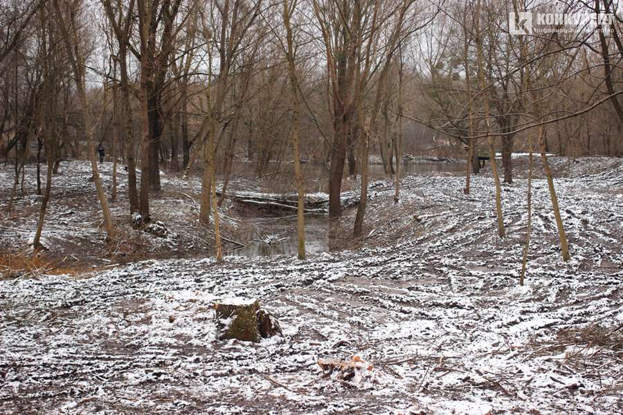 Зрізали майже 500 дерев: що відомо про розчистку ділянки на Глушець у Луцьку (фото)