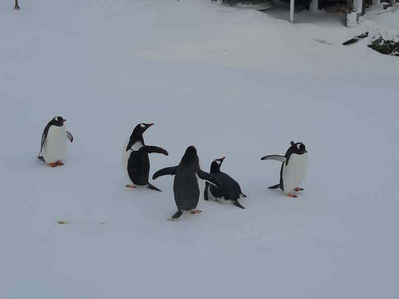 Українських полярників несподівано навідали пінгвіни (фото)