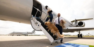 У США авіакомпанія для собак здійснила свій перший рейс (фото)