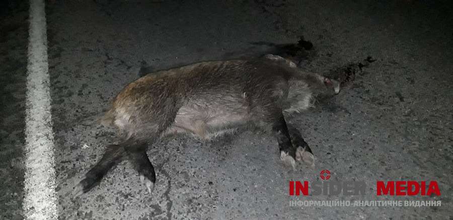 На дорозі Ковель-Луцьк автомобіль на смерть збив дикого кабана (фото 18+)