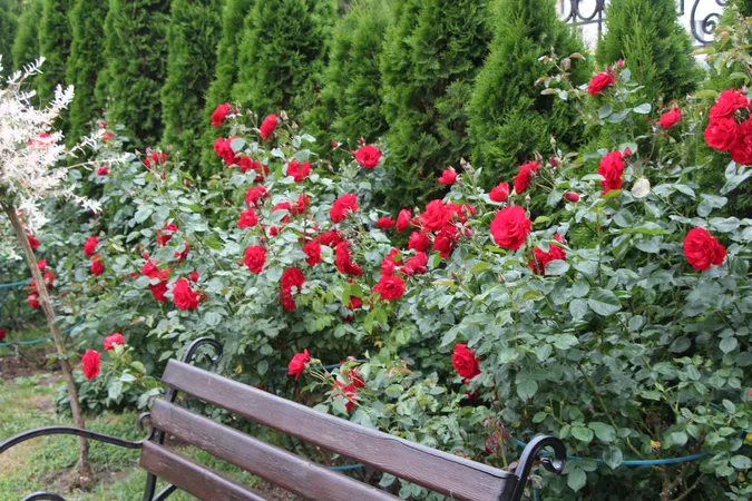 Казковий розарій розквітнув у луцькому соборі (фото)