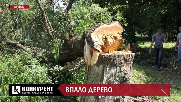 На Соборності у Луцьку величезні верби загрожують дітям: вже впали два дерева (відео)