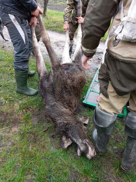 На Волині браконьєри застрелили лося (фото 18+)