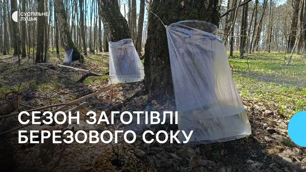 Де та як на Волині збирають березовий сік (відео)