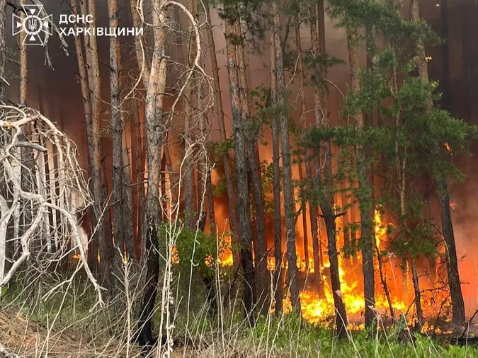 На Харківщині горять майже 4 тисячі гектарів лісу (фото)
